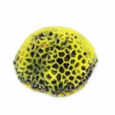 Kunstkoraal Favites Geel 