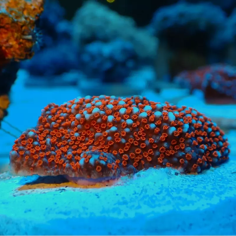 Montipora Superman frag