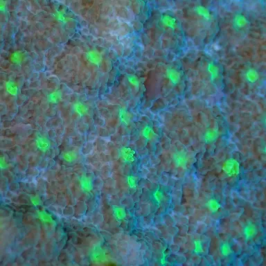 Echinopora Lamellosa frag