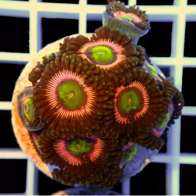 Zoanthus Lord of the Rings S size