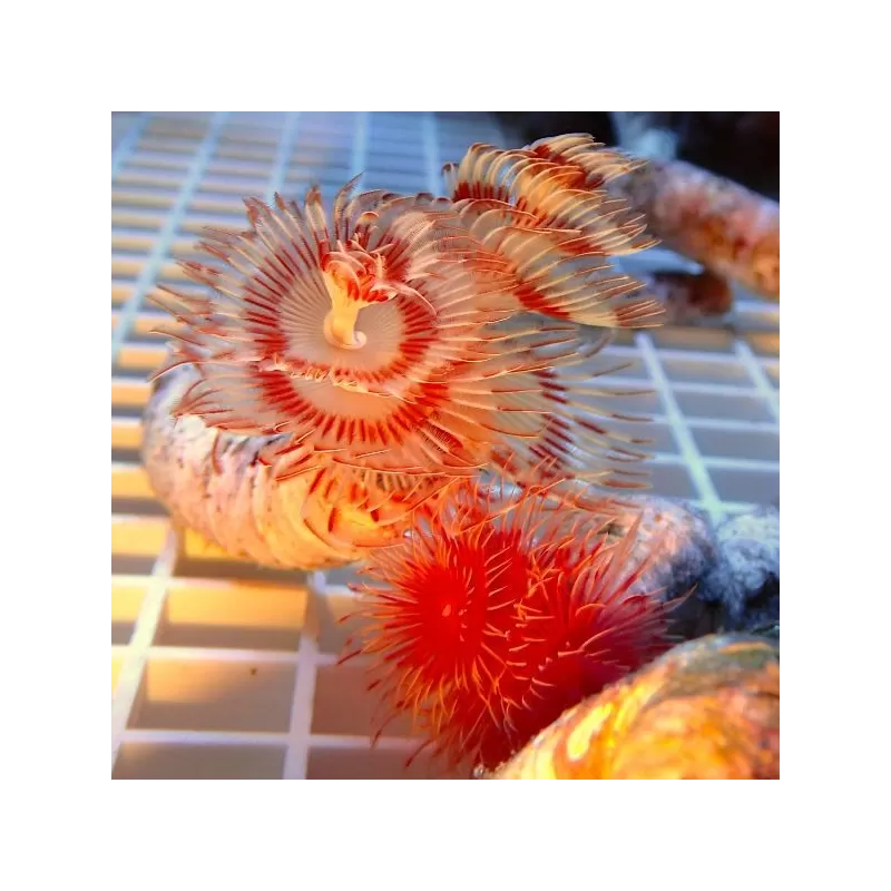 Protula Bispiralis Coco Worm White red orange M size