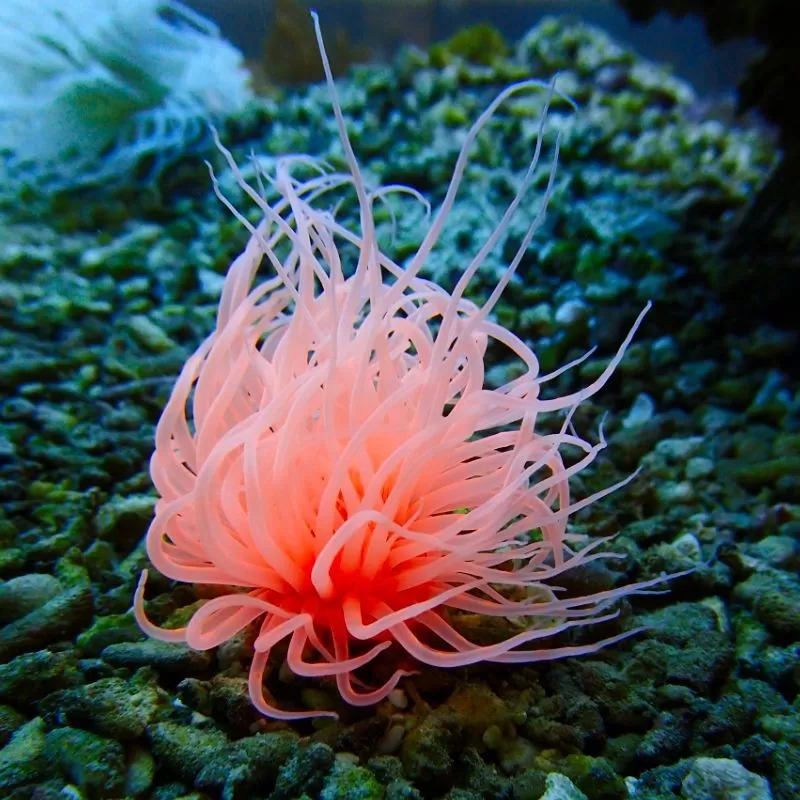 Cerianthus membranaceus orange