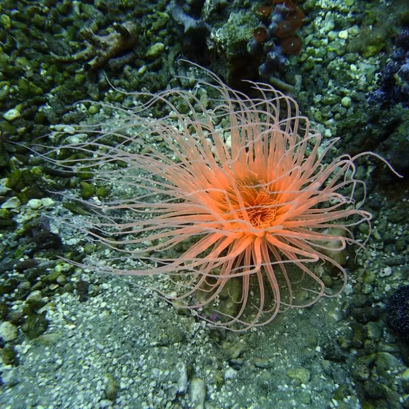 Cerianthus membranaceus orange