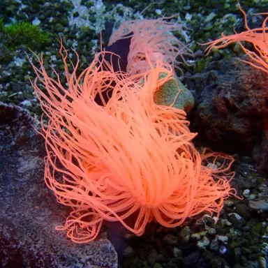 Cerianthus membranaceus orange