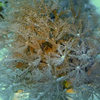 Anthelia clauca Frag