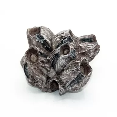 Kunstkoraal barnacle cluster