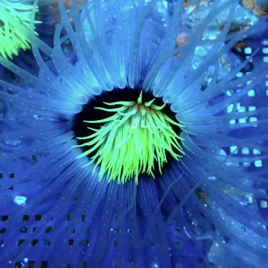 Cerianthus membranaceus purple