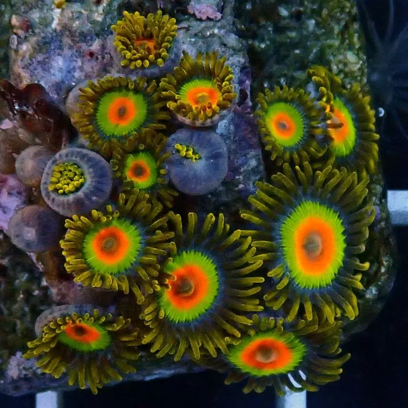 Zoanthus Rastas Frag S size
