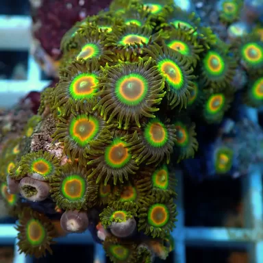 Zoanthus Rastas Frag S size