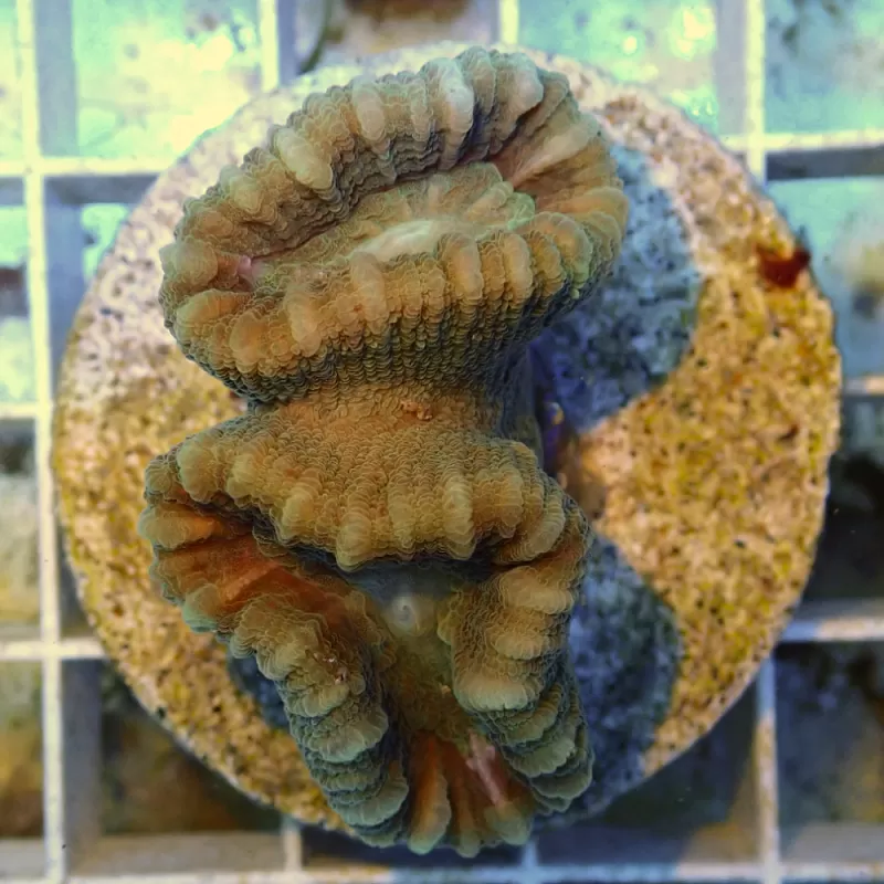 Caulastrea Australie frag