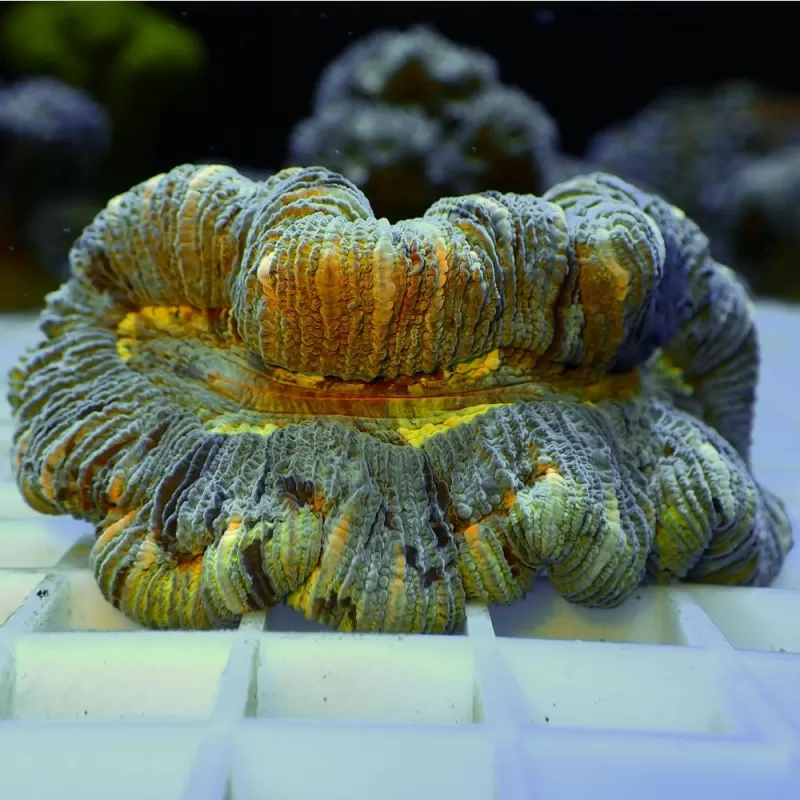 Trachyphyllia Geoffroyi Greenish S size