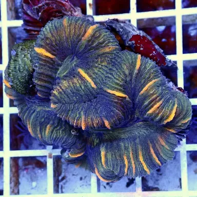 Trachyphyllia Geoffroyi Greenish S size
