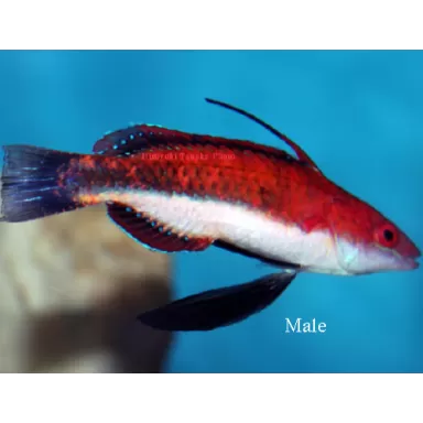 Cirrhilabrus Joanallenae Male