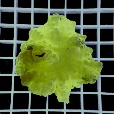 Sinularia Dura Green S size