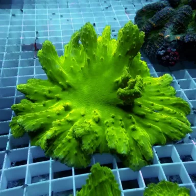 Sinularia Dura Green S size