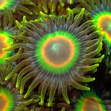 Zoanthus Rastas Frag S size