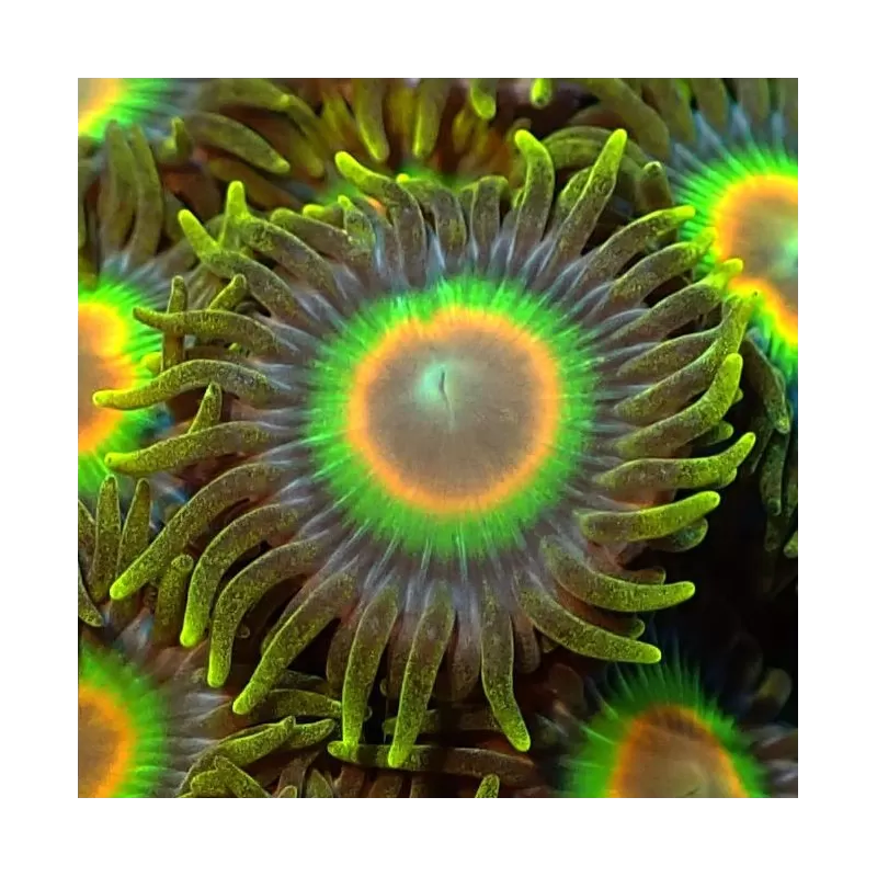 Zoanthus Rastas Frag S size