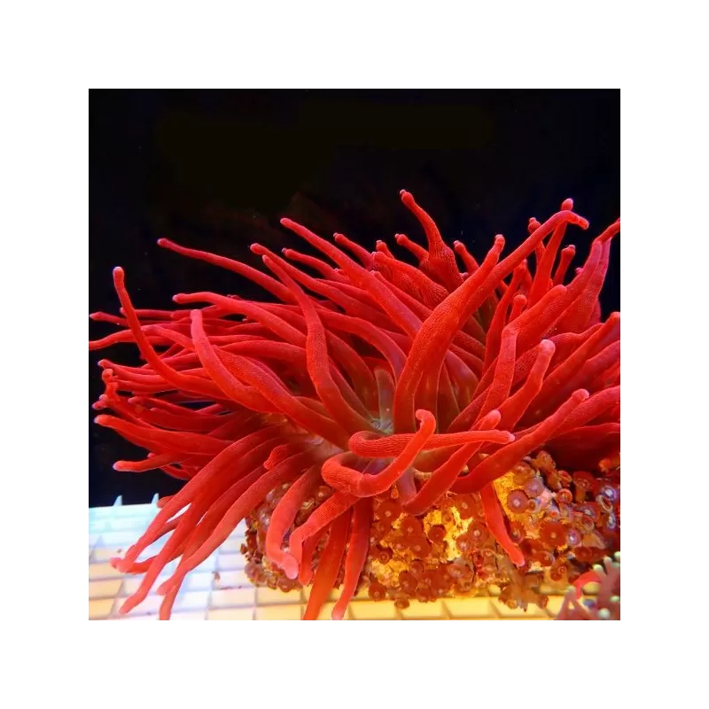 Entacmaea quadricolor Red M size