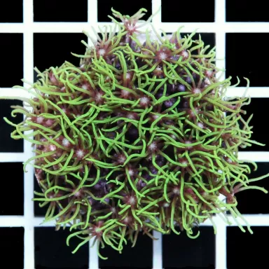 Pachyclavularia violacea S size