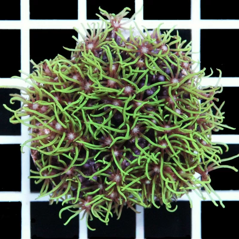 Pachyclavularia violacea S size