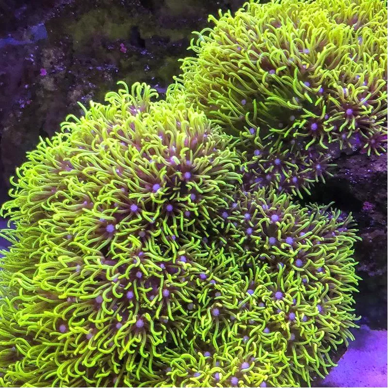 Pachyclavularia violacea S size