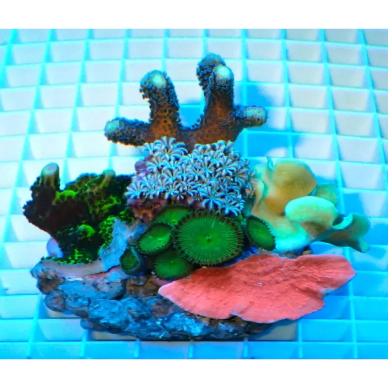 Koralen tuintje Medium Mix koralen