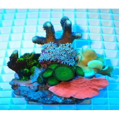 Koralen tuintje Small Mix koralen