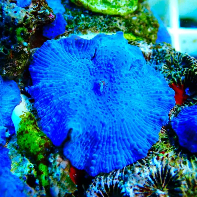 Discosoma Ultra Blue prijs per oor