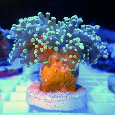 Euphyllia Divisa green purple tips S size Australie