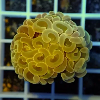 Euphyllia Ancora Green (L)