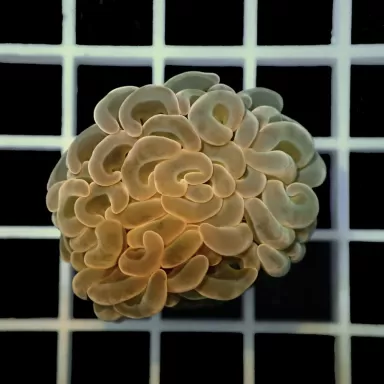 Euphyllia Ancora Green (L)