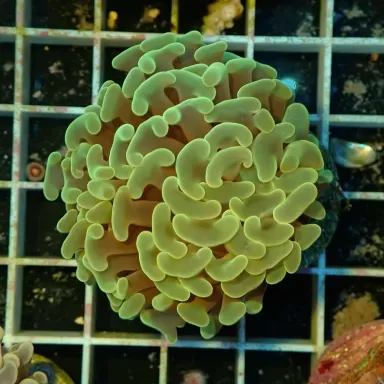 Euphyllia Ancora Green (L)