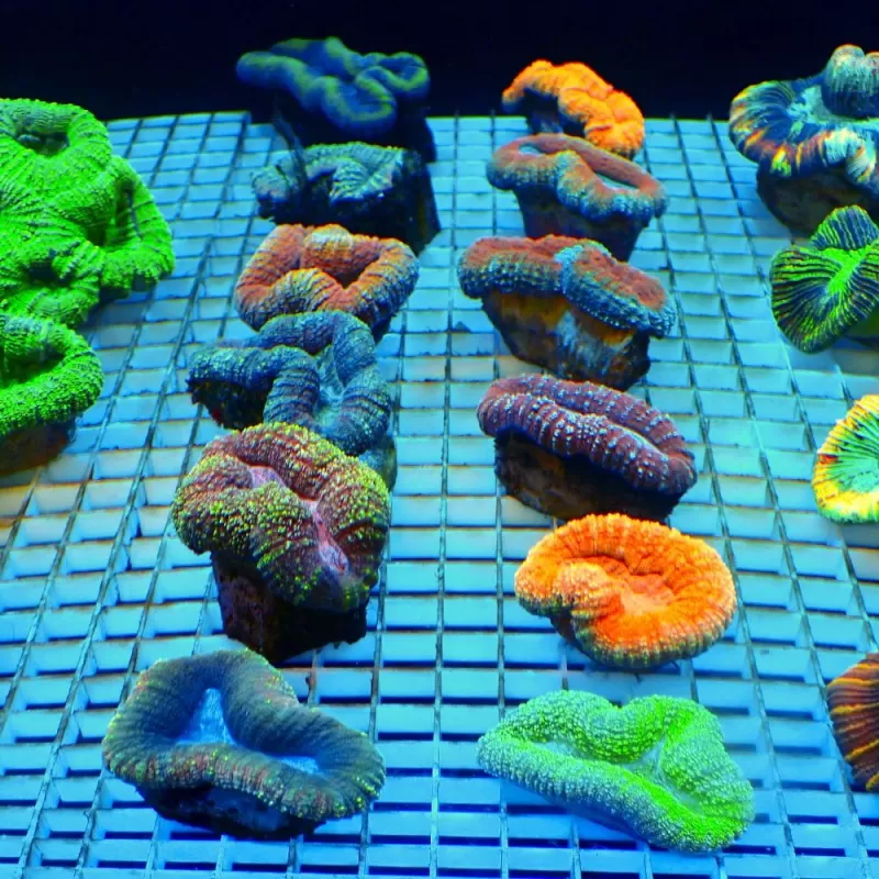 Lobophyllia sp Australie multi coloured