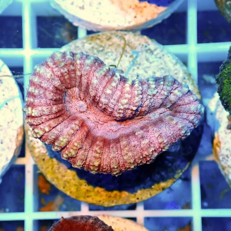 Lobophyllia sp Australie multi coloured