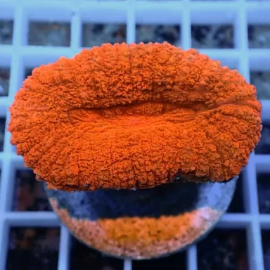 Lobophyllia sp Australie multi coloured