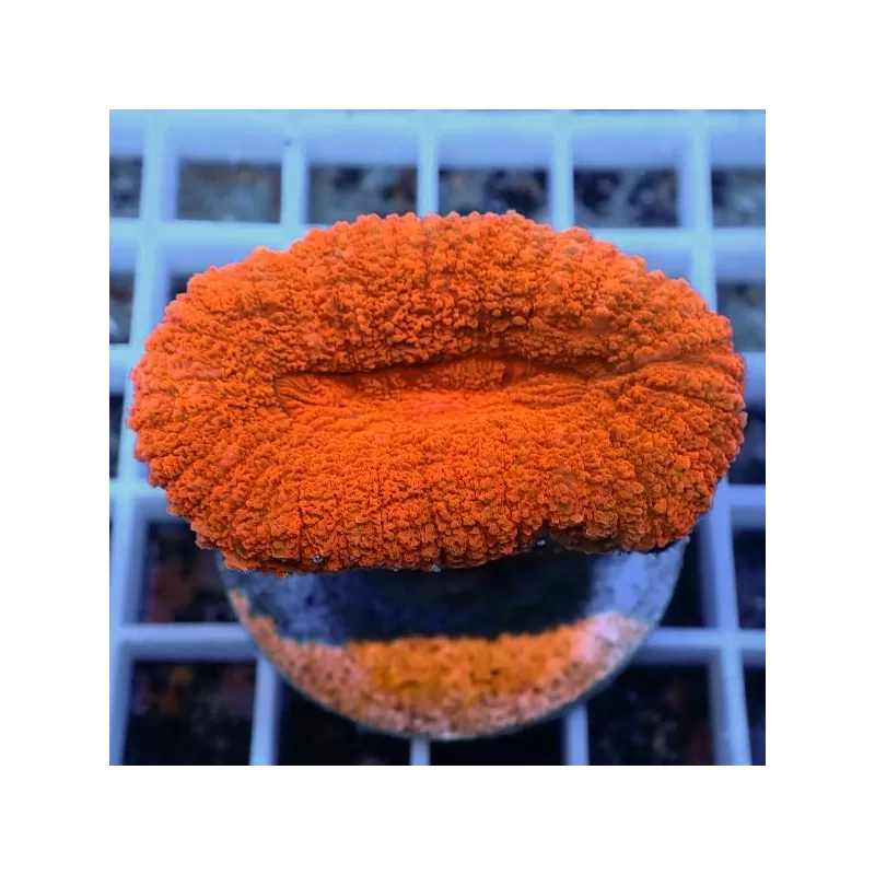 Lobophyllia sp Australie multi coloured