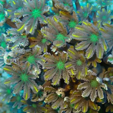 Clavularia sp orange/yellow/green stripe S-size