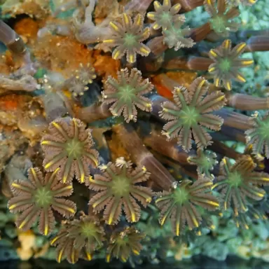 Clavularia sp orange/yellow/green stripe S-size