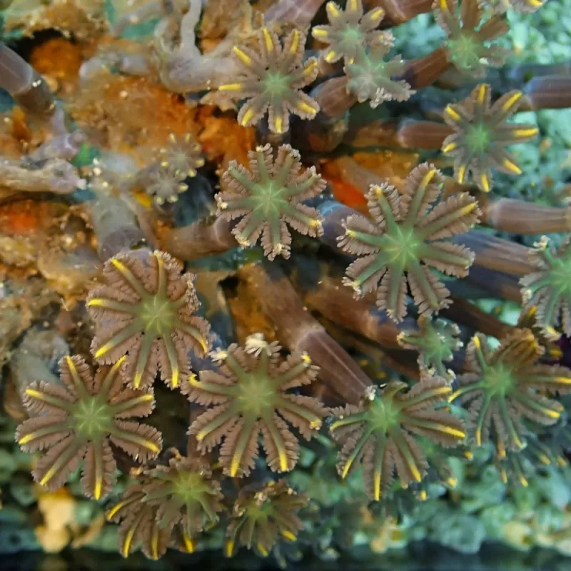 Clavularia sp orange/yellow/green stripe S-size