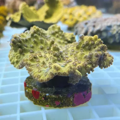 Turbinaria Reniformis frag M size