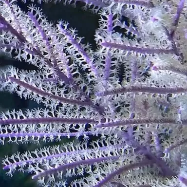 Pseudopterogorgia sp Purple Willow Gorgonia