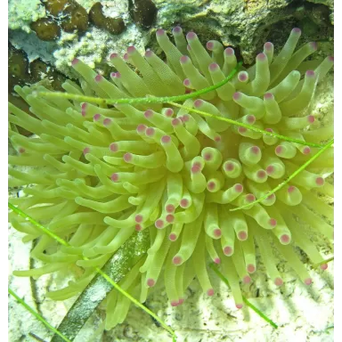Condylactis gigantea anemone