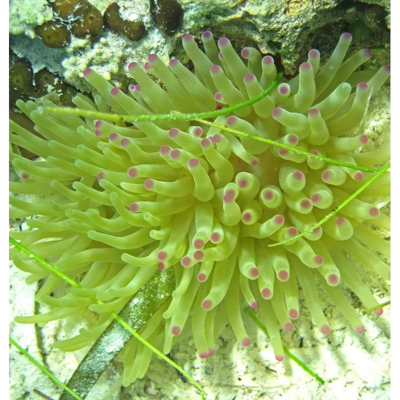 Condylactis gigantea anemone