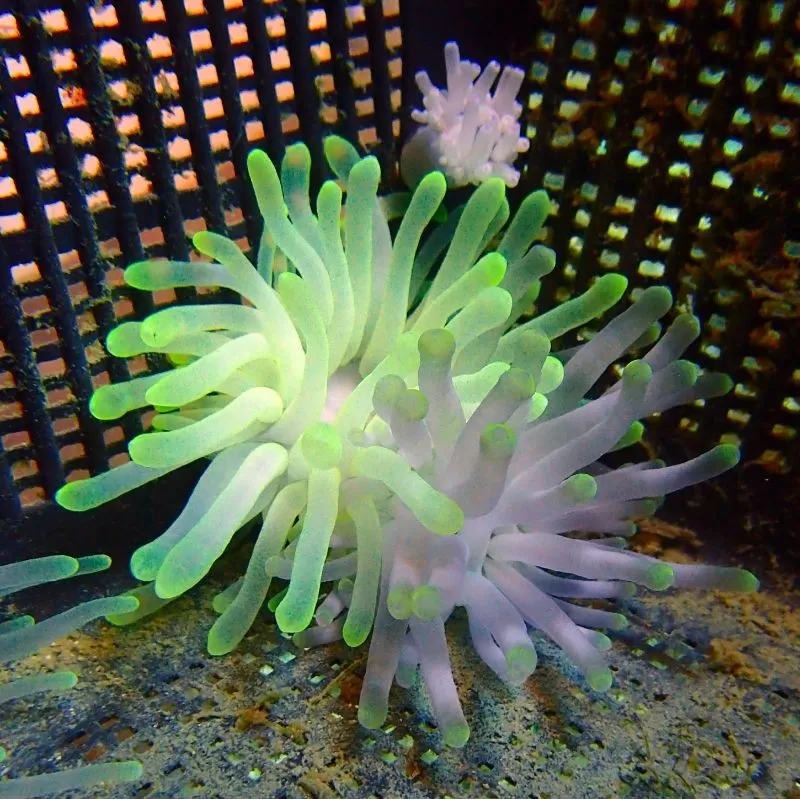 Condylactis gigantea anemone