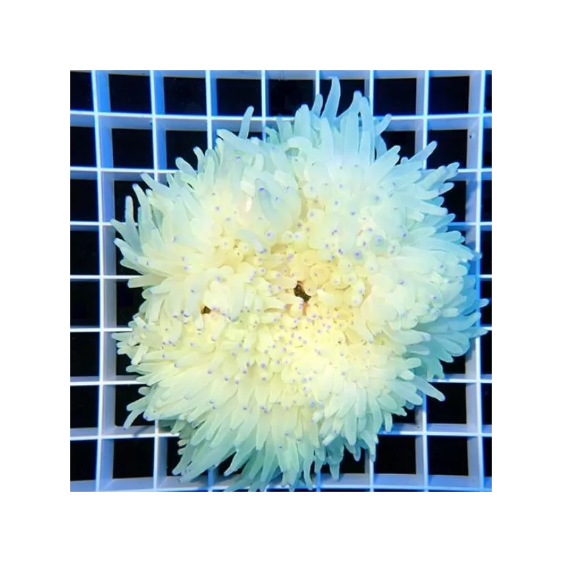 Heteractis Crispa Anemone White/Pink Tip L-size