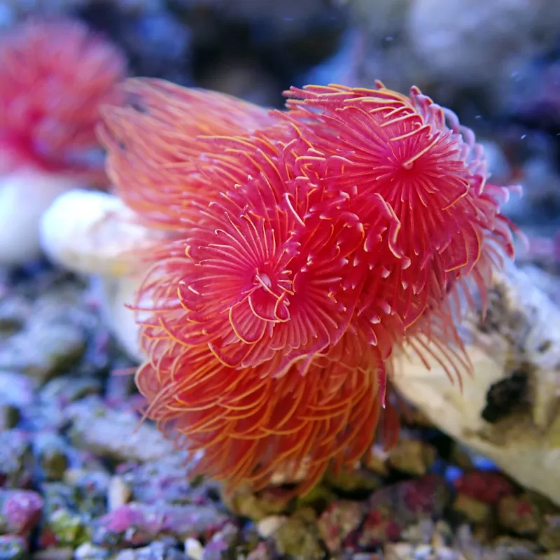 Protula Bispiralis - Red