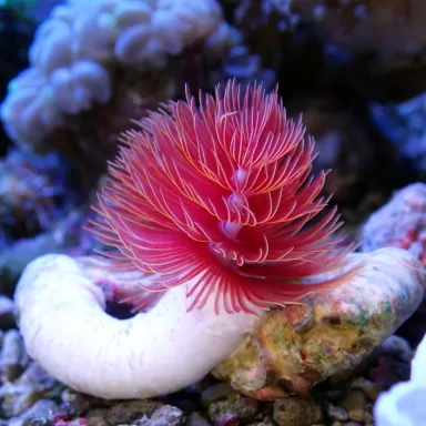 Protula Bispiralis - Red