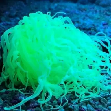 Cerianthus membranaceus neon green