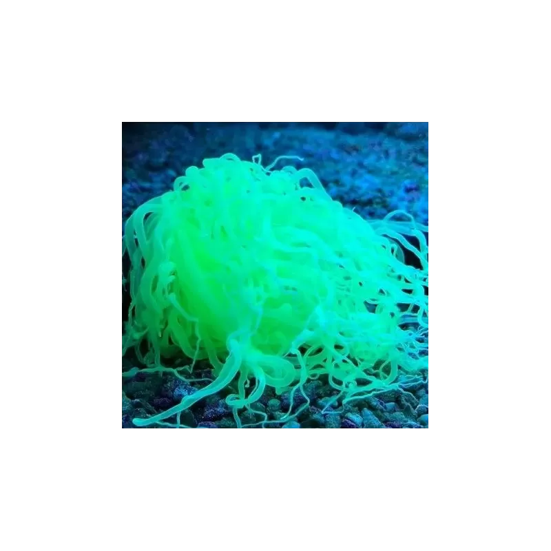 Cerianthus membranaceus neon green