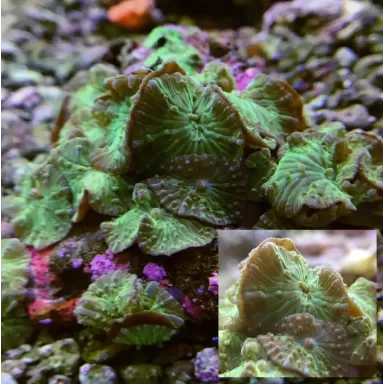 Discosoma Ass. Green (M) Indonesie